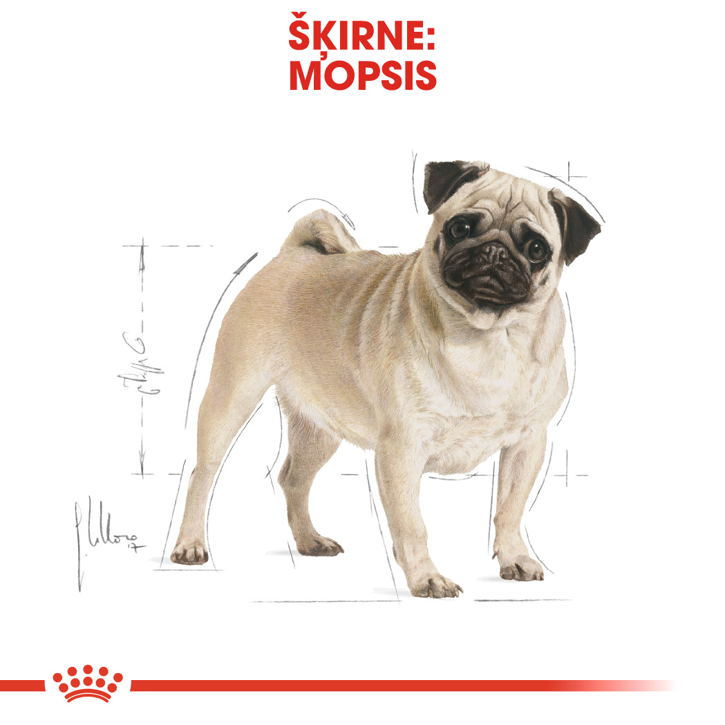 Pug Adult, 1,5kg